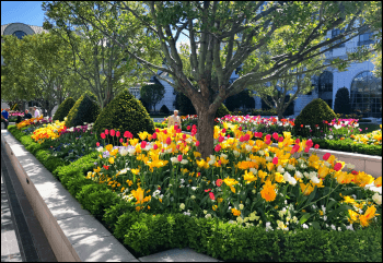 Grand America Hotel Garden